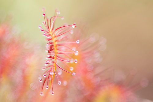 Le soleil attend la nourriture