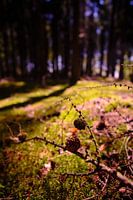 Pine cones