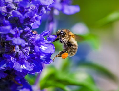 Markro van een vlooiende hommel op een blauwe saliebloem
