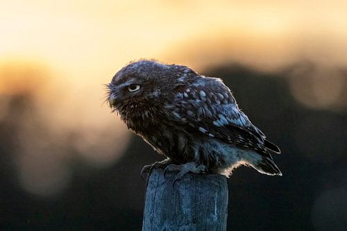 Little owl at sunset