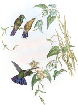 Violet-tail, John Gould van Hummingbirds