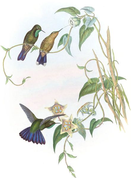 Violettschwanz, John Gould von Hummingbirds