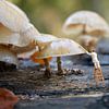 miniatuur schilder is bezig met het onderhoud en schoonmaak van het bos van ChrisWillemsen