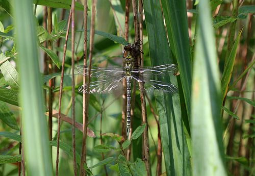 Blauwgroene mozaïekjuffer