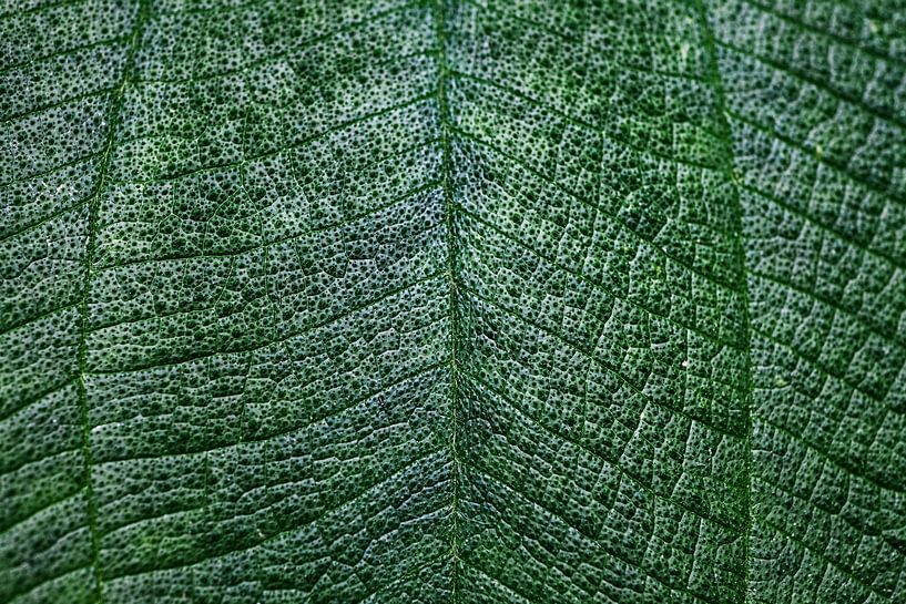 Detailliertes Blatt von Walljar