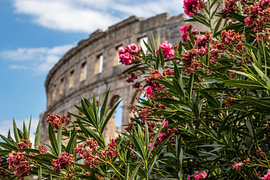 Blühender Oleander am römischen Amphitheater von CA Photos