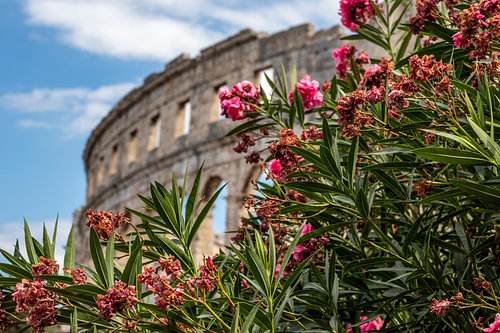 Oleander in bloom at the Roman amphitheatre