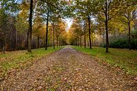 Photo d'automne d'une allée du parc