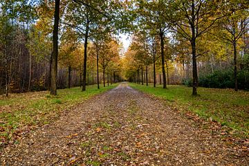 Herfstfoto van een laan in het park van Kristof Leffelaer