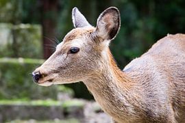 Süßer Hirsch von Marcel Alsemgeest