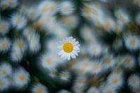 Marguerite