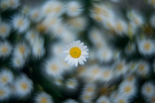 Marguerite