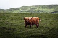 Ikonischer schottischer Highlander