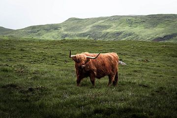 Highlander écossais emblématique sur Ken Costers