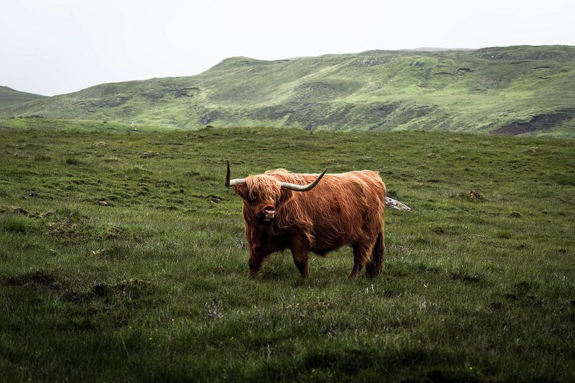 Highlander écossais emblématique par Ken Costers