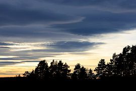 Black Forest in winter