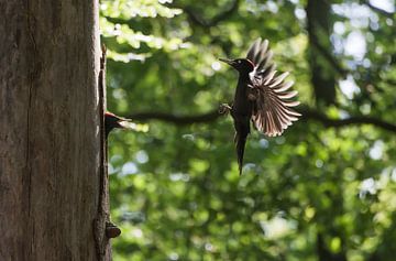 Zwarte specht van Danny Slijfer Natuurfotografie