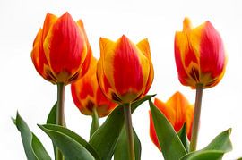 Tulips in red and yellow