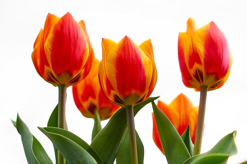Tulpen in rot und gelb von Ad Jekel