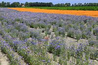 Field of flowers