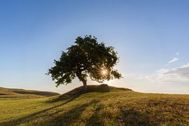 Oak Haväng by Sven-Erik Arndt
