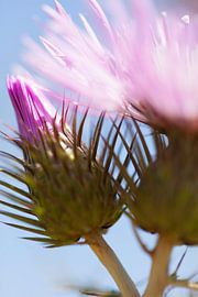 Thistle flower in the Portuguese wind by Tot Kijk Fotografie: natuur aan de muur