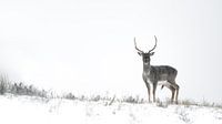 Hert in winterlandschap