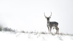 Hirsche in Winterlandschaft von Alex Pansier