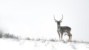Hert in winterlandschap van Alex Pansier
