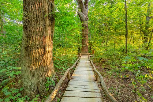 Dream path in the forest