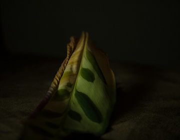 Still Life-Leaf