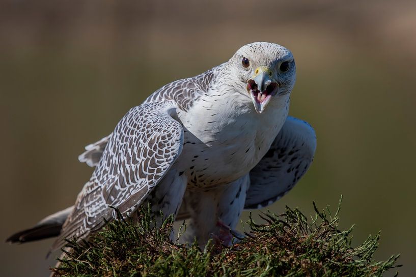 Magnifique faucon vautour dans la mousse par Chantalla Photography