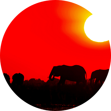 Olifantenavond in Afrika van W. Woyke