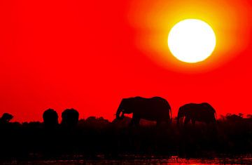 Elephants evening in Africa van W. Woyke