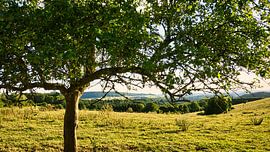 Baum auf einer Wiese zum Sonnenuntergang
