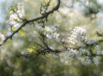 blossom by Ria Bloemendaal