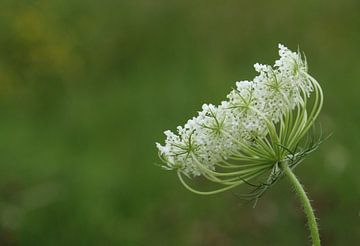 Schermbloem von Esther Leijten-Kupers