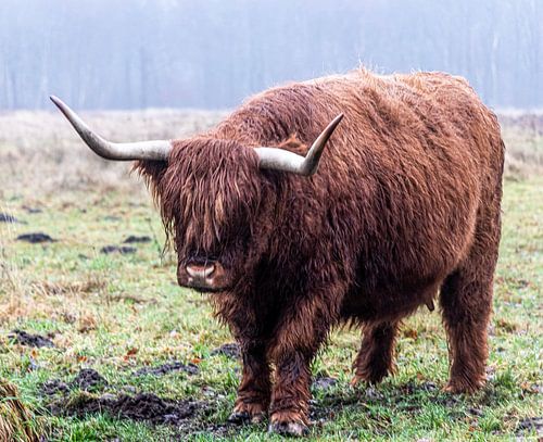 Schottische Highlander