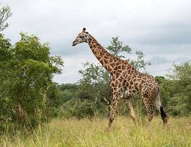 giraffe in south africa von ChrisWillemsen
