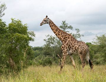 giraffe in south africa