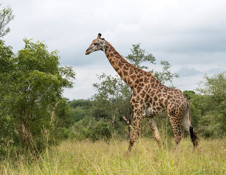 giraffe in south africa van ChrisWillemsen