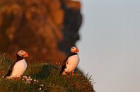 Papegaaiduikers in avondlicht von Menno Schaefer Miniaturansicht