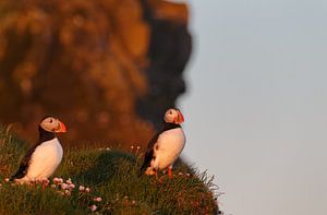 Puffins sur Menno Schaefer