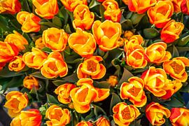 Oranje Tulpen by Creacas