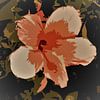 Hibiscus 1 van Ineke de Rijk