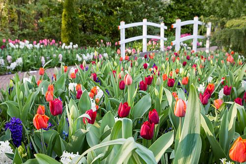 Verschillend gekleurde tulpen met een witte brug