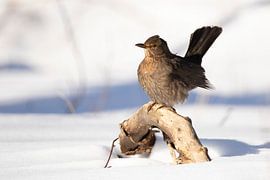 Amsel auf Ast im Winterschnee