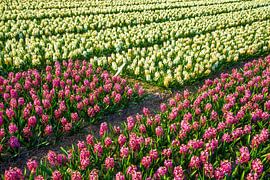 Field with colorful hyacinths in Holland by Jan Fritz