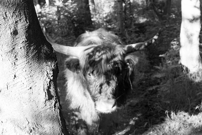 Highlander in the Shadow by Truckpowerr