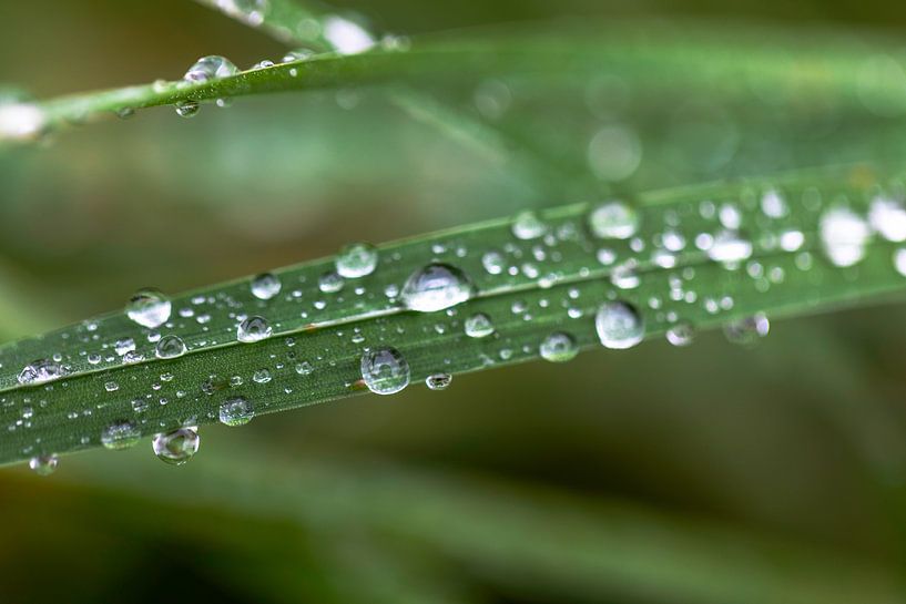 gouttes de rosée par Angelique Niehorster
